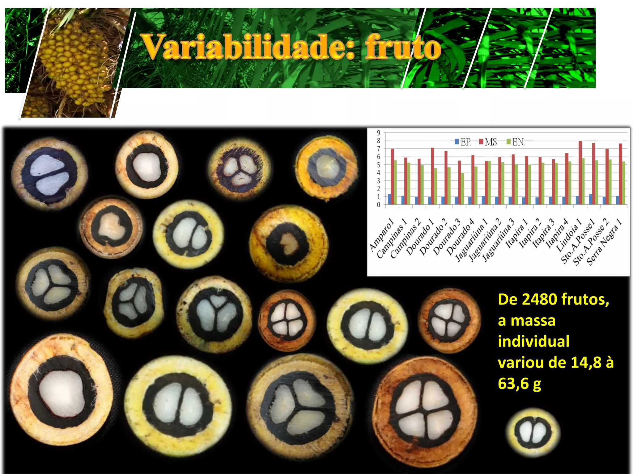 De	
  2480	
  frutos,	
  
a	
  massa	
  
individual	
  
variou	
  de	
  14,8	
  à	
  
63,6	
  g	
  
 