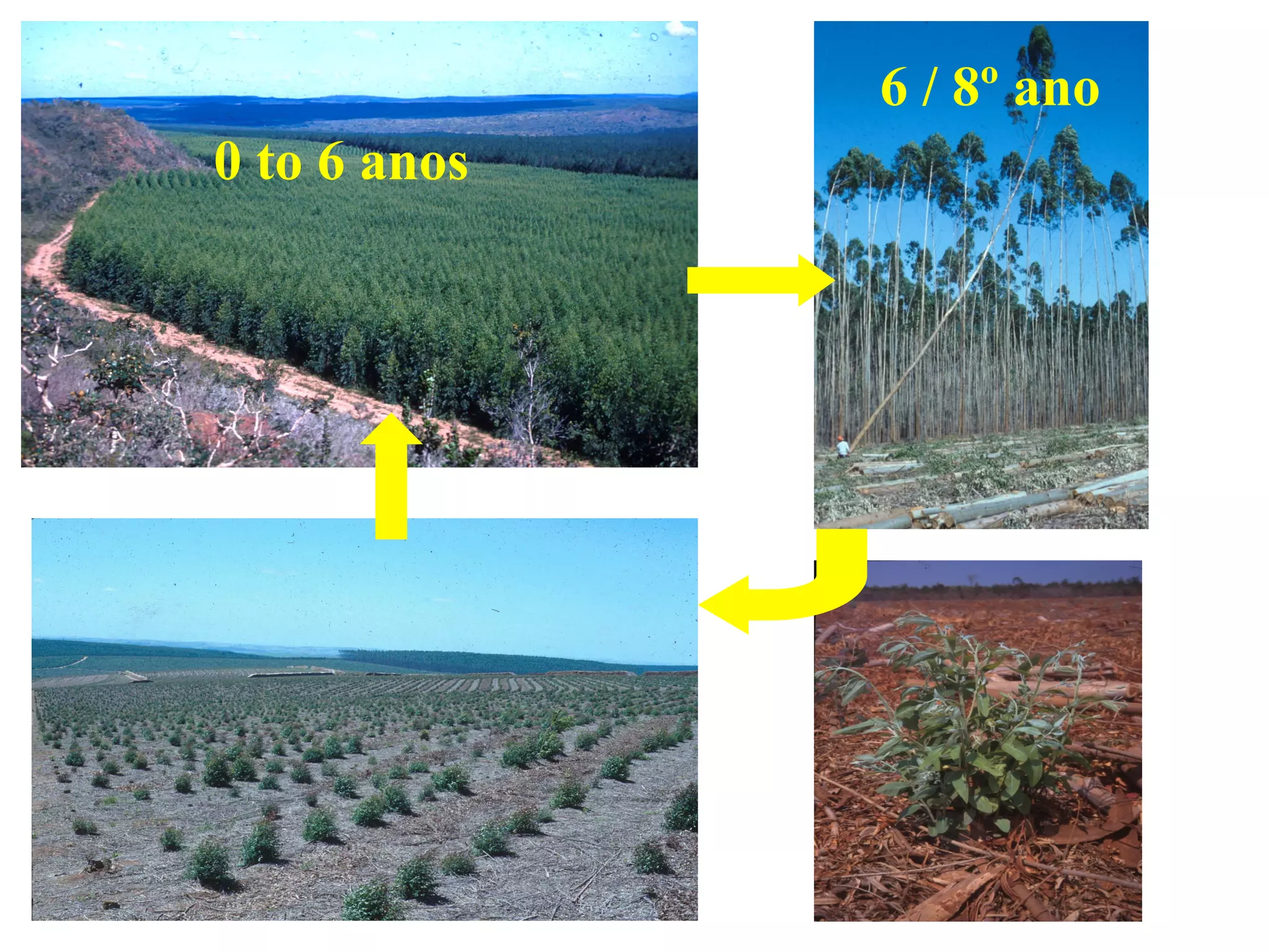 6 / 8º ano
0 to 6 anos
 