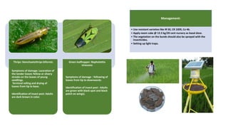 Management:
• Use resistant varieties like IR 50, CR 1009, Co 46.
• Apply neem cake @ 12.5 kg/20 cent nursery as basal dose.
• The vegetation on the bunds should also be sprayed with the
insecticides.
• Setting up light traps.
Thrips: Stenchaetothrips biformis
Symptoms of damage: Laceration of
the tender leaves Yellow or silvery
streaks on the leaves of young
seedlings.
Terminal rolling and drying of
leaves from tip to base.
Identification of insect pest: Adults
are dark brown in color.
Green leafhopper: Nephotettix
virescens
Symptoms of damage : Yellowing of
leaves from tip to downwards.
Identification of insect pest : Adults
are green with black spot and black
patch on wings).
 