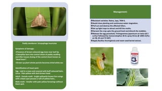 Paddy stemborer: Scirpophaga incertulas
Symptoms of damage:
>Presence of brown coloured egg mass near leaf tip.
>Caterpillar bore into central shoot of paddy seedling
and tiller Causes drying of the central shoot known as
“dead heart”.
>Grown up plant whole panicle becomes dried white ear.
Identification of insect pest:
Egg - Laid in a mass and covered with buff coloured hairs.
Larva - Pale yellow with dark brown head.
Adult - Female moth - bright yellowish-brown fore wings
with a black spot possess a tuft of yellow hairs..
Male moth - Smaller with pale yellow forewings without
black spot.
Management:
Resistant varieties: Ratna, Jaya, TKM 6.
Avoid close planting and continuous water stagnation.
Pull out and destroy the affected tillers.
Set up light traps to attract and kill the moths.
Harvest the crop upto the ground level and disturb the stubbles.
Release the egg parasitoid, Trichogramma japonicum on twice @ 5
cc/ha/ followed by monocrotophos 36 SL spray thrice @ 1000 ml/ha
on 58, 65 and 72 DAT)
Apply Bacillus thuringiensis and neem seed kernel extract.
 