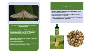 Leaf folder or leaf roller: Cnaphalocrocis mainsails /
Marasmia, Patnalis
Symptoms of damage: Leaves fold longitudinally, and a
larva remains inside. Larvae scrapes the green tissues of
the leaves and becomes white and dry. During severe
infestation the whole field, exhibits scorched
appearance.
Identification of insect pest: Egg - Flat, oval in shape and
yellowish white in color.
Larva - Greenish translucent.
Adult - Moth is brownish with many dark wavy lines in
center and dark band on margin of wings
Management:
• Resistant varieties: TNAU LFR 831311, Cauveri, Akash, TKM 6.
• Clipping of the affected leaves.
• Keep the bunds clean Avoid excessive nitrogenous fertilizers.
• Light traps to attract and kill moths.
• Release Trichogramma chilonis @ 1, 25,000/ha thrice Spray NSKE
5 % or chlorpyriphos 20 EC 1250 ml/ ha.
 