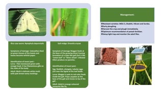 Rice case worm: Nymphula depunctalis
Symptoms of damage: Caterpillars feed
on green tissues of the leaves and
leaves become whitish paper.
Identification of insect pest :
Larva - Pale translucent green with
orange head. It has filamentous gills on
the sides of the body
Adult: Moth is delicate white moth
with pale brown wavy markings.
Gall midge: Orseolia oryzae
Symptom of damage Maggot feeds at
the base of the growing shoot Causing
formation of a tube-like gall that is like
“onion leaf” or “Silver-shoot”. Infested
tillers produce no panicles.
Identification of insect pest:
Egg: Reddish, elongate, tubular eggs
just near the ligule of the leaf blade.
Larva: Maggot is pale to red color feeds
inside the gall. Pupa: pupates at the
base of the gall and moves to tip of the
gall .
Adult: Adult is orange coloured
mosquito like fly.
Management:
Resistant varieties: MDU 3, Shakthi, Vikram and Sureka.
Early ploughing.
Harvest the crop and plough immediately.
Optimum recommendation of potash fertilizer.
Setup light trap and monitor the adult flies.
 