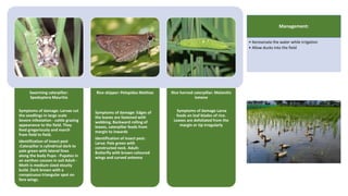 Swarming caterpillar:
Spodoptera Mauritia
Symptoms of damage: Larvae cut
the seedlings in large scale
Severe infestation - cattle grazing
appearance to the field. They
feed gregariously and march
from field to field.
Identification of insect pest
:Caterpillar is cylindrical dark to
pale green with lateral lines
along the body Pupa - Pupates in
an earthen cocoon in soil Adult -
Moth is medium sized stoutly
build. Dark brown with a
conspicuous triangular spot on
fore wings.
Rice skipper: Pelopidas Mathias
Symptoms of damage: Edges of
the leaves are fastened with
webbing. Backward rolling of
leaves, caterpillar feeds from
margin to inwards
Identification of insect pest:
Larva: Pale green with
constructed neck. Adult:
Butterfly with brown coloured
wings and curved antenna
Rice horned caterpillar: Melanitis
ismene
Symptoms of damage Larva
feeds on leaf blades of rice.
Leaves are defoliated from the
margin or tip irregularly
Management:
• Kerosenate the water while irrigation
• Allow ducks into the field
 