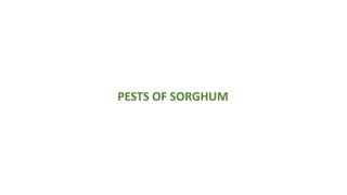 PESTS OF SORGHUM
 