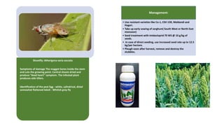 Shootfly: Atherigona varia soccata
Symptoms of damage The maggot bores inside the stem
and cuts the growing point. Central shoots dried and
produce “dead heart” symptom. The infested plant
produces side tillers.
Identification of the pest Egg - white, cylindrical, distal
somewhat flattened Adult - Whitish grey fly
Management:
• Use resistant varieties like Co-1, CSH 15R, Maldandi and
Hagari.
• Take up early sowing of sorghum( South West or North East
monsoon)
• Seed treatment with imidacloprid 70 WS @ 10 g/kg of
seeds.
• In case of direct seeding, use increased seed rate up to 12.5
kg/per hectare.
• Plough soon after harvest, remove and destroy the
stubbles.
 