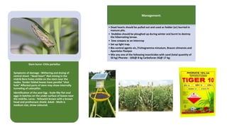 Stem borer: Chilo partellus
Symptoms of damage : Withering and drying of
central shoot -“dead heart” Red mining in the
midrib Bore holes visible on the stem near the
nodes. Tender folded leaves have parallel “shot
hole” Affected parts of stem may show internally
tunneling of caterpillar.
Identification of the pest Egg - Scale-like flat oval
eggs in batches on the under surface of leaves near
the midribs. Larva - Yellowish brown with a brown
head and prothoracic shield. Adult - Moth is
medium size, straw coloured.
Management:
• Dead hearts should be pulled out and used as fodder (or) burried in
manure pits.
• Stubbles should be ploughed up during winter and burnt to destroy
the hibernating larvae.
• Sow cowpea as an intercrop
• Set up light trap.
• Bio-control agents viz.,Trichogramma minutum, Bracon chinensis and
Apanteles flavipes
• Mix any one of the following insecticides with sand (total quantity of
50 kg) Phorate - 10G@ 8 kg Carbofuran 3G@ 17 kg;
 
