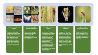Pink stem borer: Sesamia
inferens
Symptoms of damage
Central shoots dried and
produce the dead hearts.
Identification of the pest
Egg - Bead like laid in
rows within the leaf
sheath Larva - Pinkish
brown with dark head
Adult - Straw coloured
moth with white wings.
Ear Head caterpillar:
Helicoverpa armigera
Symptoms of damage
Earheads are partially
eaten with chalky
appearance. Feacal
pellets are visible within
the ear heads.
Shoot bug: Peregrinus
maidis.
Symptoms of damage:
Plants become unhealthy
stunted and yellow. The
leaves wither from top
downwards. Panicle
formation is inhibited,
and the plants die if
attack is severe.
Honeydew secreted by
the bug causes growth of
sooty mould on leaves.
The midribs of the leaves
turn red due to egg-laying
and may dry up
subsequently.
Earhead bug: Calocoris
angustatus
Symptoms of damage
Nymphs and adult suck
the juice from within the
grains when they are in
the milky stage. Grains
shrink and turn black in
colour and ill filled (or)
chaffy. Presence of large
number of nymphs and
adults are seen on the ear
head.
Sorghum midge:
Contarinia sorghicola
Symptoms of damage
Pollen shedding due to
egg laying White pupal
cases protruding out from
the grain's Chaffy grains
with holes
 