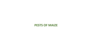 PESTS OF MAIZE
 