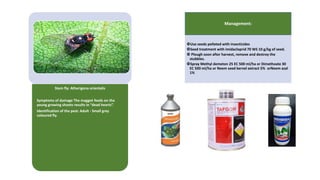 Stem fly: Atherigona orientalis
Symptoms of damage The maggot feeds on the
young growing shoots results in “dead hearts”.
Identification of the pest: Adult - Small grey
coloured fly.
Management:
Use seeds pelleted with insecticides
Seed treatment with imidacloprid 70 WS 10 g/kg of seed.
 Plough soon after harvest, remove and destroy the
stubbles.
Spray Methyl demeton 25 EC 500 ml/ha or Dimethoate 30
EC 500 ml/ha or Neem seed kernel extract 5% orNeem azal
1%
 