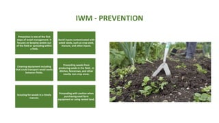 IWM - PREVENTION
Prevention is one of the first
steps of weed management. It
focuses on keeping weeds out
of the field or spreading within
a field.
Avoid inputs contaminated with
weed seeds, such as crop seed,
manure, and other inputs.
Cleaning equipment including
that could transport weed seeds
between fields.
Preventing weeds from
producing seeds in the field , in
ditches, fencerows, and other
nearby non-crop areas.
Scouting for weeds in a timely
manner.
Proceeding with caution when
purchasing used farm
equipment or using rented land.
 