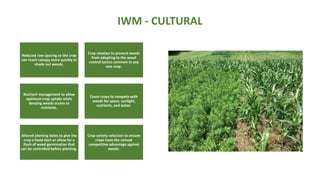 IWM - CULTURAL
Reduced row spacing so the crop
can reach canopy more quickly to
shade out weeds.
Crop rotation to prevent weeds
from adapting to the weed
control tactics common in any
one crop.
Nutrient management to allow
optimum crop uptake while
denying weeds access to
nutrients.
Cover crops to compete with
weeds for space, sunlight,
nutrients, and water.
Altered planting dates to give the
crop a head start or allow for a
flush of weed germination that
can be controlled before planting.
Crop variety selection to ensure
crops have the utmost
competitive advantage against
weeds.
 