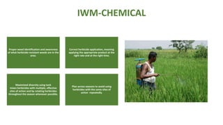 IWM-CHEMICAL
Proper weed identification and awareness
of what herbicide-resistant weeds are in the
area.
Correct herbicide application, meaning
applying the appropriate product at the
right rate and at the right time.
Maximized diversity using tank
mixes herbicides with multiple, effective
sites of action and by rotating herbicides
throughout the season whenever possible.
Plan across seasons to avoid using
herbicides with the same sites of
action repeatedly.
 