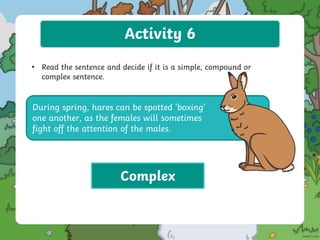 Activity 6
• Read the sentence and decide if it is a simple, compound or
complex sentence.
During spring, hares can be spotted ‘boxing’
one another, as the females will sometimes
fight off the attention of the males.
Complex
 