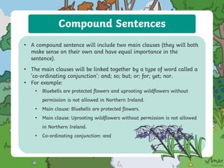 Compound Sentences
• A compound sentence will include two main clauses (they will both
make sense on their own and have equal importance in the
sentence).
• The main clauses will be linked together by a type of word called a
‘co-ordinating conjunction’: and; so; but; or; for; yet; nor.
• For example:
• Bluebells are protected flowers and uprooting wildflowers without
permission is not allowed in Northern Ireland.
• Main clause: Bluebells are protected flowers.
• Main clause: Uprooting wildflowers without permission is not allowed
in Northern Ireland.
• Co-ordinating conjunction: and
 