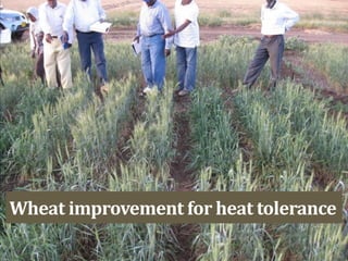 Wheat improvement for heat tolerance
 