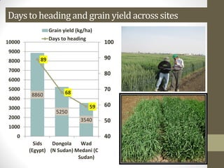 Daysto heading and grain yield acrosssites
8860
5250
3540
89
68
59
40
50
60
70
80
90
100
0
1000
2000
3000
4000
5000
6000
7000
8000
9000
10000
Sids
(Egypt)
Dongola
(N Sudan)
Wad
Medani (C
Sudan)
Grain yield (kg/ha)
Days to heading
 