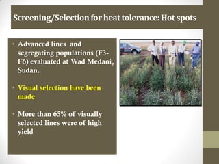 Screening/Selectionforheattolerance:Hotspots
• Advanced lines and
segregating populations (F3-
F6) evaluated at Wad Medani,
Sudan.
• Visual selection have been
made
• More than 65% of visually
selected lines were of high
yield
 
