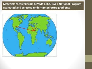 Materials received from CIMMYT, ICARDA + National Program
evaluated and selected under temperature gradients
 