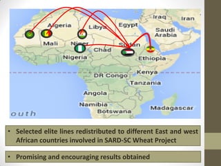 /
• Selected elite lines redistributed to different East and west
African countries involved in SARD-SC Wheat Project
• Promising and encouraging results obtained
 