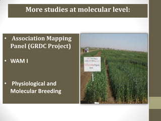 More studies at molecular level:
• Association Mapping
Panel (GRDC Project)
• WAM I
• Physiological and
Molecular Breeding
 