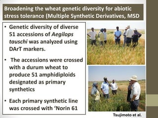Broadening the wheat genetic diversity for abiotic
stress tolerance (Multiple Synthetic Derivatives, MSD
Tsujimoto et al.
• Genetic diversity of diverse
51 accessions of Aegilops
tauschi was analyzed using
DArT markers.
• The accessions were crossed
with a durum wheat to
produce 51 amphidiploids
designated as primary
synthetics
• Each primary synthetic line
was crossed with ‘Norin 61
 