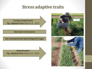 Stress adaptive traits
Canopy temperature
Fig. adapted from Pask et al . 2012
Ground cover
Fig. adapted from Pask et al . 2012
Stomatal conductance
Key developmental (phenological) stages
 