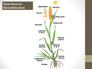NUT
H2O
CHO
CHO
Stem Reserve
Remobilization
NUT
H2O
 