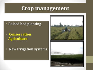 Crop management
• Raised bed planting
• Conservation
Agriculture
• New Irrigation systems
 
