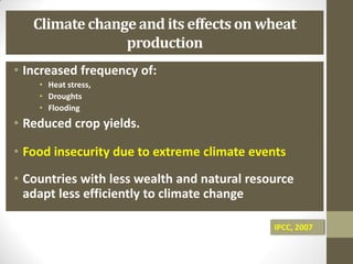 Climate changeand its effects on wheat
production
• Increased frequency of:
• Heat stress,
• Droughts
• Flooding
• Reduced crop yields.
• Food insecurity due to extreme climate events
• Countries with less wealth and natural resource
adapt less efficiently to climate change
IPCC, 2007
 