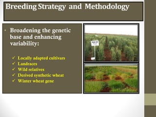 Breeding Strategy and Methodology
• Broadening the genetic
base and enhancing
variability:
 Locally adapted cultivars
 Landraces
 Wild relatives
 Derived synthetic wheat
 Winter wheat gene
 