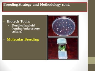 BreedingStrategy and Methodology,cont.
• Biotech Tools:
• Doubled haploid
(Anther/microspore
culture)
• Molecular Breeding
 