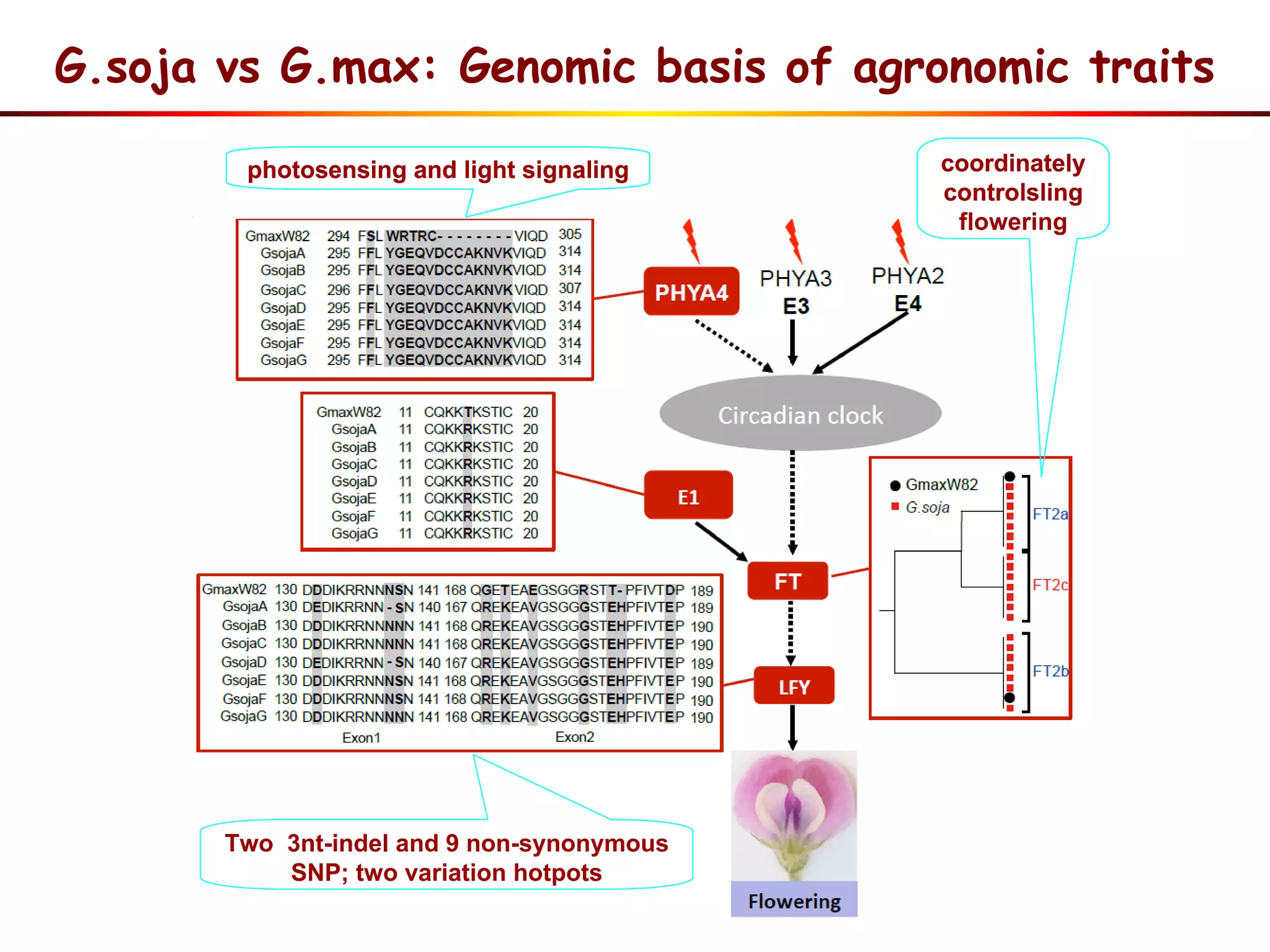 G.soja vs G.max: Genomic basis of agronomic traits
photosensing and light signaling coordinately
controlsling
flowering
Two 3nt-indel and 9 non-synonymous
SNP; two variation hotpots
photosensing and light signaling coordinately
controlsling
flowering
Two 3nt-indel and 9 non-synonymous
SNP; two variation hotpots
 