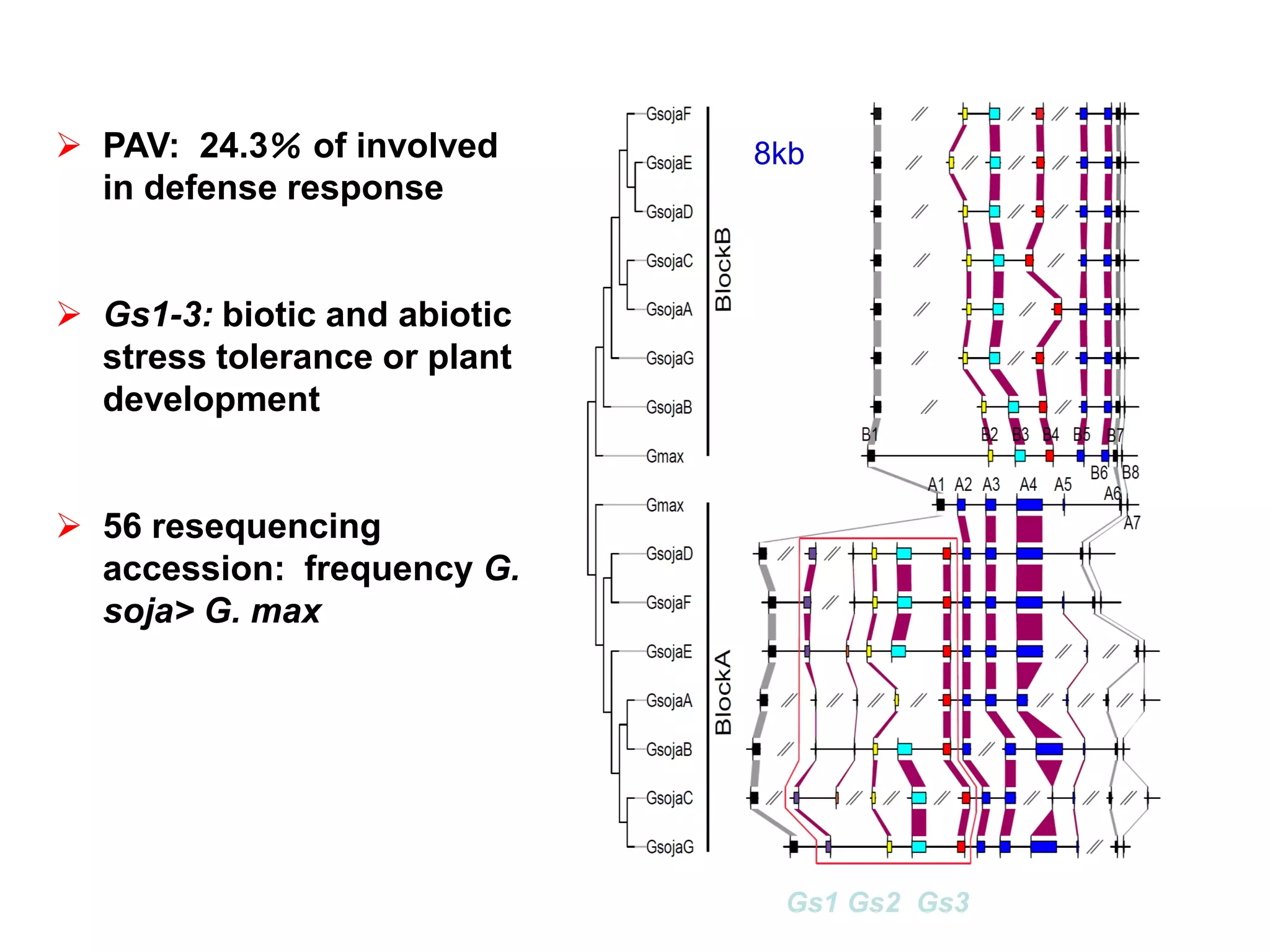  PAV: 24.3％ of involved
in defense response
 Gs1-3: biotic and abiotic
stress tolerance or plant
development
 56 resequencing
accession: frequency G.
soja> G. max
Gs1 Gs2 Gs3
8kb
 
