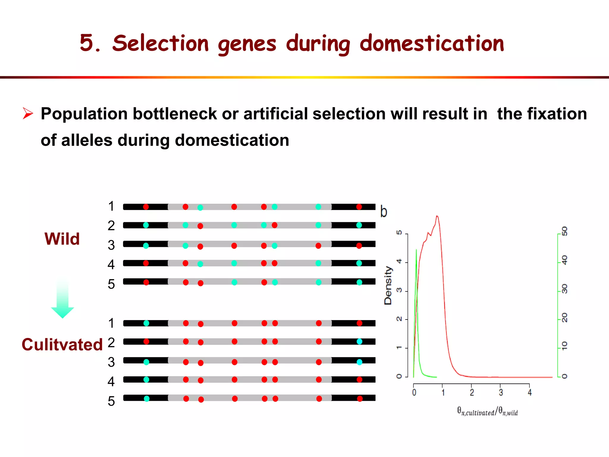 Wild
Culitvated
1
2
3
4
5
1
2
3
4
5
 Population bottleneck or artificial selection will result in the fixation
of alleles during domestication
5. Selection genes during domestication
 