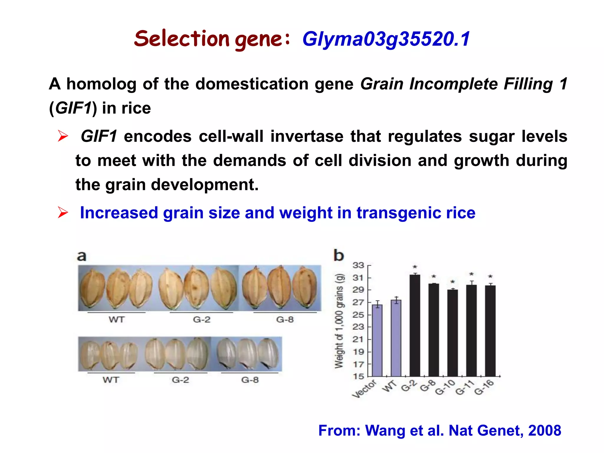 A homolog of the domestication gene Grain Incomplete Filling 1
(GIF1) in rice
 GIF1 encodes cell-wall invertase that regulates sugar levels
to meet with the demands of cell division and growth during
the grain development.
 Increased grain size and weight in transgenic rice
From: Wang et al. Nat Genet, 2008
Selection gene: Glyma03g35520.1
 