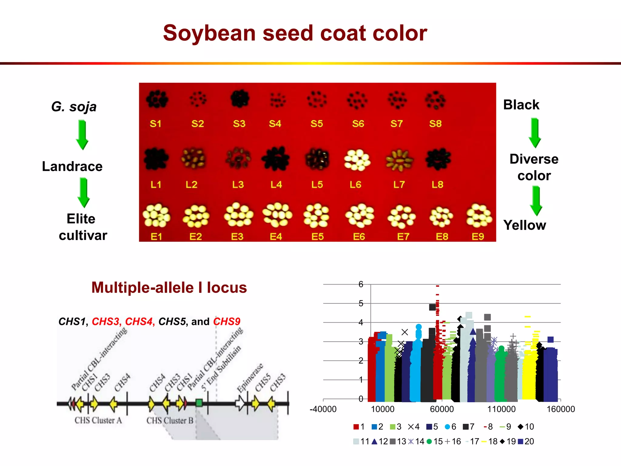 Black
Diverse
color
Yellow
G. soja
Landrace
Elite
cultivar
CHS1, CHS3, CHS4, CHS5, and CHS9
Multiple-allele I locus
Soybean seed coat color
0
1
2
3
4
5
6
-40000 10000 60000 110000 160000
1 2 3 4 5 6 7 8 9 10
11 12 13 14 15 16 17 18 19 20
 