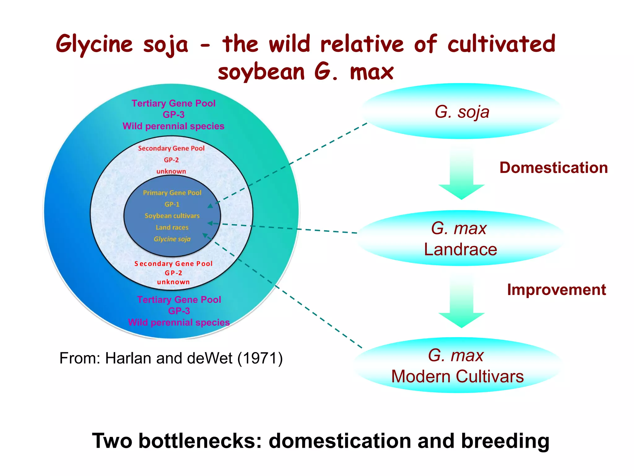 G. soja
G. max
Landrace
G. max
Modern Cultivars
Domestication
Improvement
Glycine soja - the wild relative of cultivated
soybean G. max
S econdary G ene Pool
GP-2
unknown
Tertiary Gene Pool
GP-3
Wild perennial species
Tertiary Gene Pool
GP-3
Wild perennial species
From: Harlan and deWet (1971)
Two bottlenecks: domestication and breeding
 