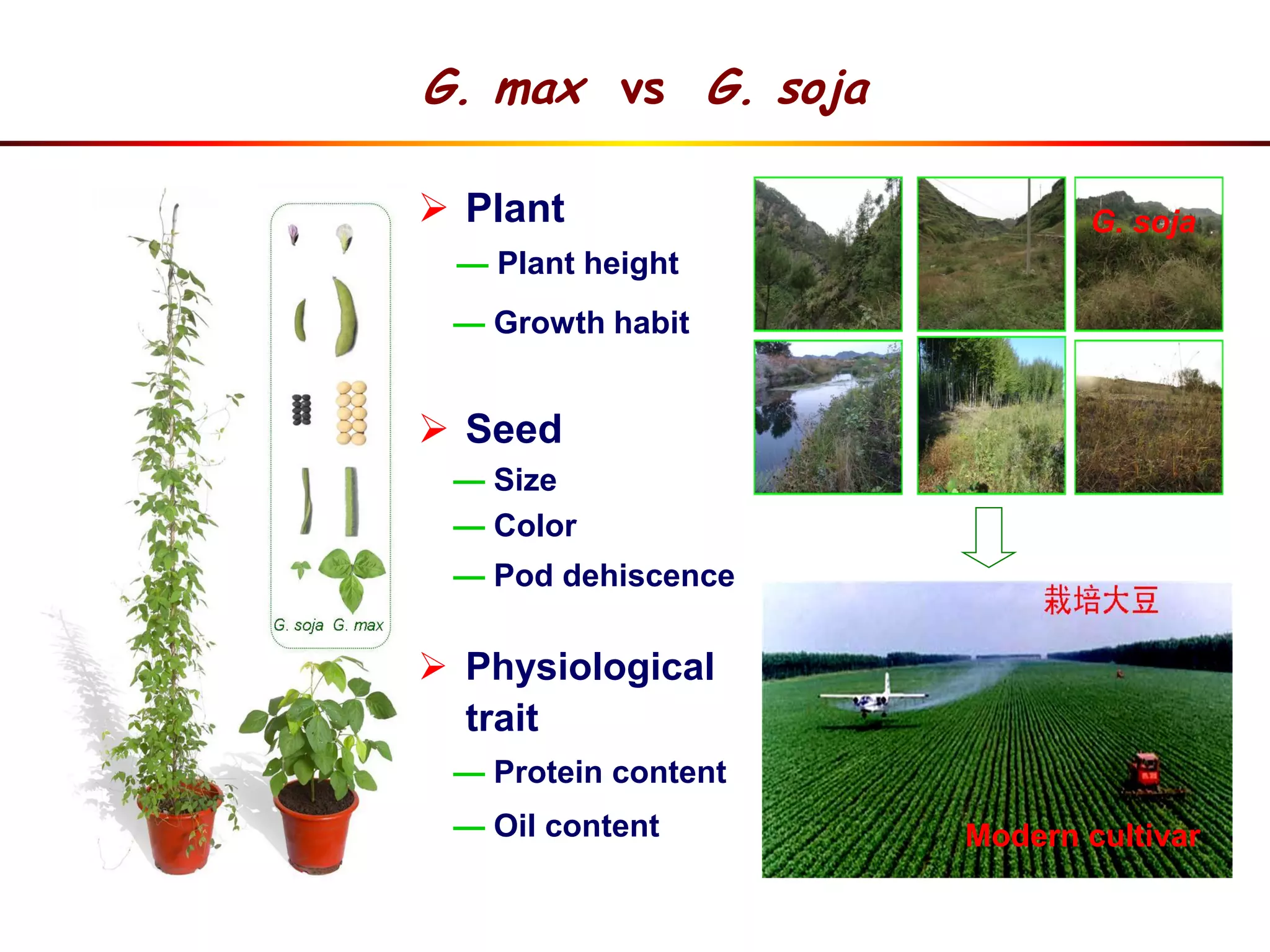 G. soja
G. max vs G. soja
 Plant
— Plant height
— Growth habit
 Seed
— Size
— Color
— Pod dehiscence
 Physiological
trait
— Protein content
— Oil content Modern cultivar
 