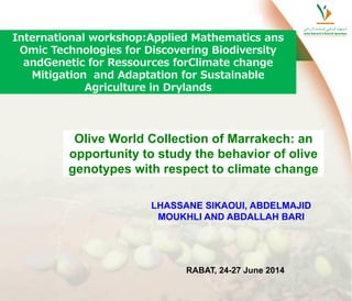 Olive World Collection of Marrakech: an
opportunity to study the behavior of olive
genotypes with respect to climate change
International workshop:Applied Mathematics ans
Omic Technologies for Discovering Biodiversity
andGenetic for Ressources forClimate change
Mitigation and Adaptation for Sustainable
Agriculture in Drylands
RABAT, 24-27 June 2014
LHASSANE SIKAOUI, ABDELMAJID
MOUKHLI AND ABDALLAH BARI
 