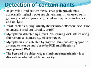 Detection of contaminants
 In general: turbid culture media, change in growth rates,
abnormally high pH, poor attachment, multi-nucleated cells,
graining cellular appearance, vacuolization, inclusion bodies
and cell lysis
 Yeast, bacteria & fungi usually shows visible effect on the culture
(changes in medium turbidity or pH)
 Mycoplasma detected by direct DNA staining with intercalating
fluorescent substances e.g. Hoechst 33258
 Mycoplasma also detected by enzyme immunoassay by specific
antisera or monoclonal abs or by PCR amplification of
mycoplasmal RNA
 The best and the oldest way to eliminate contamination is to
discard the infected cell lines directly
21
 