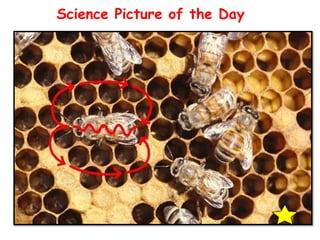 Science Picture of the Day

 