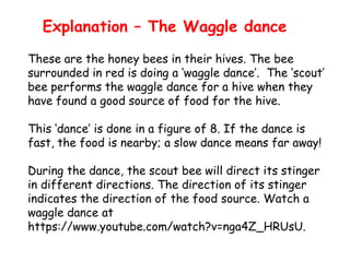 Explanation – The Waggle dance
These are the honey bees in their hives. The bee
surrounded in red is doing a ‘waggle dance’. The ‘scout’
bee performs the waggle dance for a hive when they
have found a good source of food for the hive.
This ‘dance’ is done in a figure of 8. If the dance is
fast, the food is nearby; a slow dance means far away!

During the dance, the scout bee will direct its stinger
in different directions. The direction of its stinger
indicates the direction of the food source. Watch a
waggle dance at
https://www.youtube.com/watch?v=nga4Z_HRUsU.

 