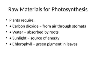 Raw Materials for Photosynthesis
• Plants require:
• • Carbon dioxide – from air through stomata
• • Water – absorbed by roots
• • Sunlight – source of energy
• • Chlorophyll – green pigment in leaves
 