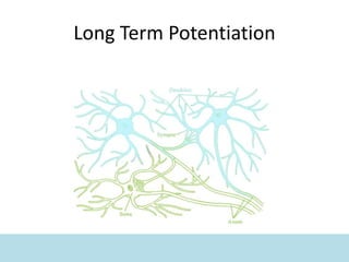 Long Term Potentiation
 