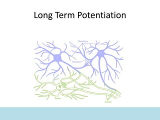 Long Term Potentiation
 