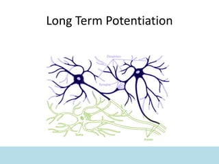 Long Term Potentiation
 