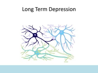 Long Term Depression
 