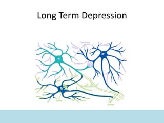 Long Term Depression
 