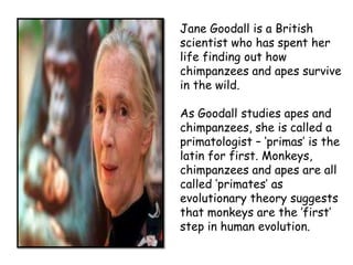 Jane Goodall is a British
scientist who has spent her
life finding out how
chimpanzees and apes survive
in the wild.

As Goodall studies apes and
chimpanzees, she is called a
primatologist – ‘primas’ is the
latin for first. Monkeys,
chimpanzees and apes are all
called ‘primates’ as
evolutionary theory suggests
that monkeys are the ’first’
step in human evolution.
 