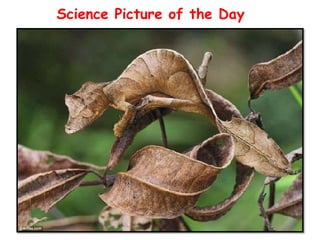Science Picture of the Day
 